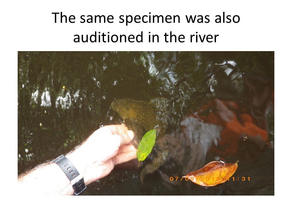 River auditioning.jpg